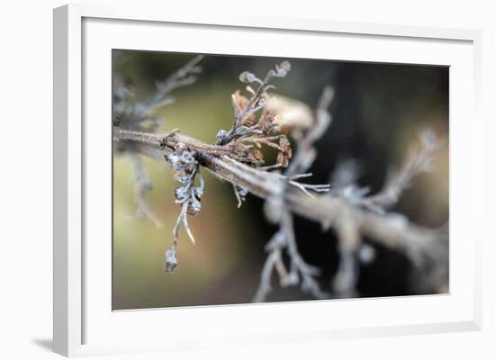 Dying Plant in Macro View-null-Framed Photo