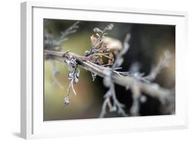 Dying Plant in Macro View-null-Framed Photo