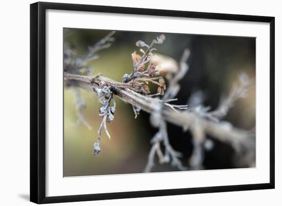 Dying Plant in Macro View-null-Framed Photo