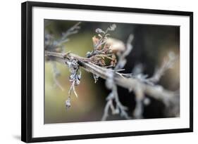 Dying Plant in Macro View-null-Framed Photo