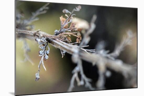 Dying Plant in Macro View-null-Mounted Photo