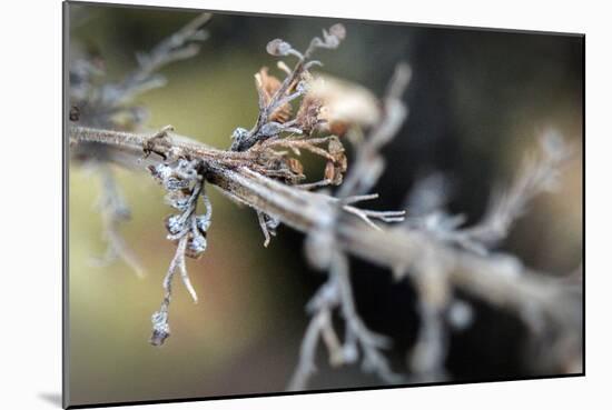 Dying Plant in Macro View-null-Mounted Photo