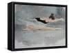 Dying Swan-Susan Adams-Framed Stretched Canvas