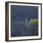 Dying Trees in Forest-Micha Pawlitzki-Framed Photographic Print