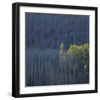 Dying Trees in Forest-Micha Pawlitzki-Framed Photographic Print