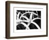 Dynamic Bloom-Susan & Frank Parker-Framed Photographic Print