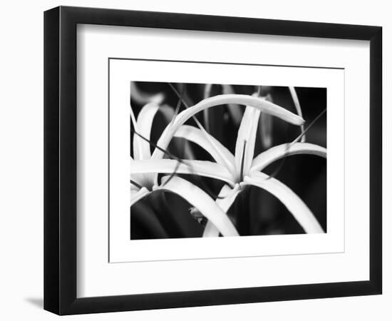 Dynamic Bloom-Susan & Frank Parker-Framed Photographic Print