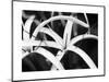 Dynamic Bloom-Susan & Frank Parker-Mounted Photographic Print
