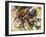 Dynamism of a Cyclist-Umberto Boccioni-Framed Art Print