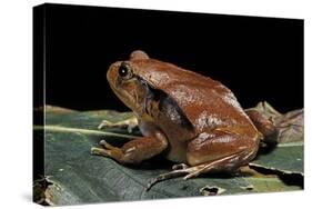 Dyscophus Antongilii (Madagascar Tomato Frog)-Paul Starosta-Stretched Canvas