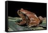 Dyscophus Antongilii (Madagascar Tomato Frog)-Paul Starosta-Framed Stretched Canvas