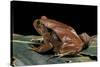 Dyscophus Antongilii (Madagascar Tomato Frog)-Paul Starosta-Stretched Canvas