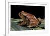 Dyscophus Antongilii (Madagascar Tomato Frog)-Paul Starosta-Framed Photographic Print