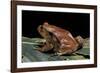 Dyscophus Antongilii (Madagascar Tomato Frog)-Paul Starosta-Framed Photographic Print