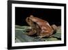 Dyscophus Antongilii (Madagascar Tomato Frog)-Paul Starosta-Framed Photographic Print