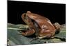 Dyscophus Antongilii (Madagascar Tomato Frog)-Paul Starosta-Mounted Photographic Print