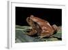 Dyscophus Antongilii (Madagascar Tomato Frog)-Paul Starosta-Framed Photographic Print