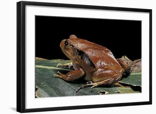 Dyscophus Antongilii (Madagascar Tomato Frog)-Paul Starosta-Framed Photographic Print