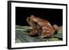 Dyscophus Antongilii (Madagascar Tomato Frog)-Paul Starosta-Framed Photographic Print