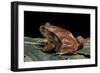 Dyscophus Antongilii (Madagascar Tomato Frog)-Paul Starosta-Framed Photographic Print