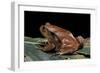 Dyscophus Antongilii (Madagascar Tomato Frog)-Paul Starosta-Framed Photographic Print