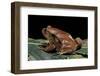 Dyscophus Antongilii (Madagascar Tomato Frog)-Paul Starosta-Framed Photographic Print