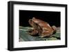 Dyscophus Antongilii (Madagascar Tomato Frog)-Paul Starosta-Framed Photographic Print