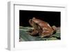 Dyscophus Antongilii (Madagascar Tomato Frog)-Paul Starosta-Framed Photographic Print