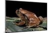 Dyscophus Antongilii (Madagascar Tomato Frog)-Paul Starosta-Mounted Photographic Print