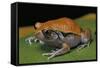 Dyscophus Guineti (False Tomato Frog)-Paul Starosta-Framed Stretched Canvas