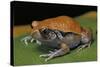 Dyscophus Guineti (False Tomato Frog)-Paul Starosta-Stretched Canvas