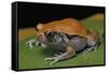 Dyscophus Guineti (False Tomato Frog)-Paul Starosta-Framed Stretched Canvas