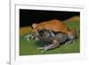 Dyscophus Guineti (False Tomato Frog)-Paul Starosta-Framed Photographic Print