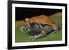 Dyscophus Guineti (False Tomato Frog)-Paul Starosta-Framed Photographic Print