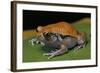 Dyscophus Guineti (False Tomato Frog)-Paul Starosta-Framed Photographic Print