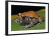 Dyscophus Guineti (False Tomato Frog)-Paul Starosta-Framed Photographic Print