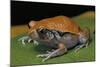 Dyscophus Guineti (False Tomato Frog)-Paul Starosta-Mounted Photographic Print