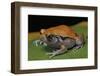 Dyscophus Guineti (False Tomato Frog)-Paul Starosta-Framed Photographic Print