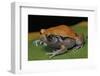 Dyscophus Guineti (False Tomato Frog)-Paul Starosta-Framed Photographic Print