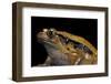 Dyscophus Guineti (False Tomato Frog)-Paul Starosta-Framed Photographic Print