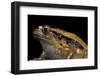 Dyscophus Guineti (False Tomato Frog)-Paul Starosta-Framed Photographic Print