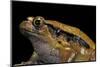 Dyscophus Guineti (False Tomato Frog)-Paul Starosta-Mounted Photographic Print