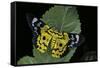 Dysphania Sp. (Moth)-Paul Starosta-Framed Stretched Canvas