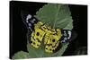 Dysphania Sp. (Moth)-Paul Starosta-Stretched Canvas