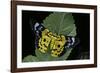 Dysphania Sp. (Moth)-Paul Starosta-Framed Photographic Print