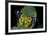 Dysphania Sp. (Moth)-Paul Starosta-Framed Photographic Print