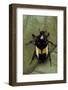 Dyspilophora Abbreviata (Flower Beetle)-Paul Starosta-Framed Photographic Print