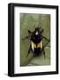 Dyspilophora Abbreviata (Flower Beetle)-Paul Starosta-Framed Photographic Print