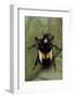 Dyspilophora Abbreviata (Flower Beetle)-Paul Starosta-Framed Photographic Print