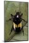 Dyspilophora Abbreviata (Flower Beetle)-Paul Starosta-Mounted Photographic Print